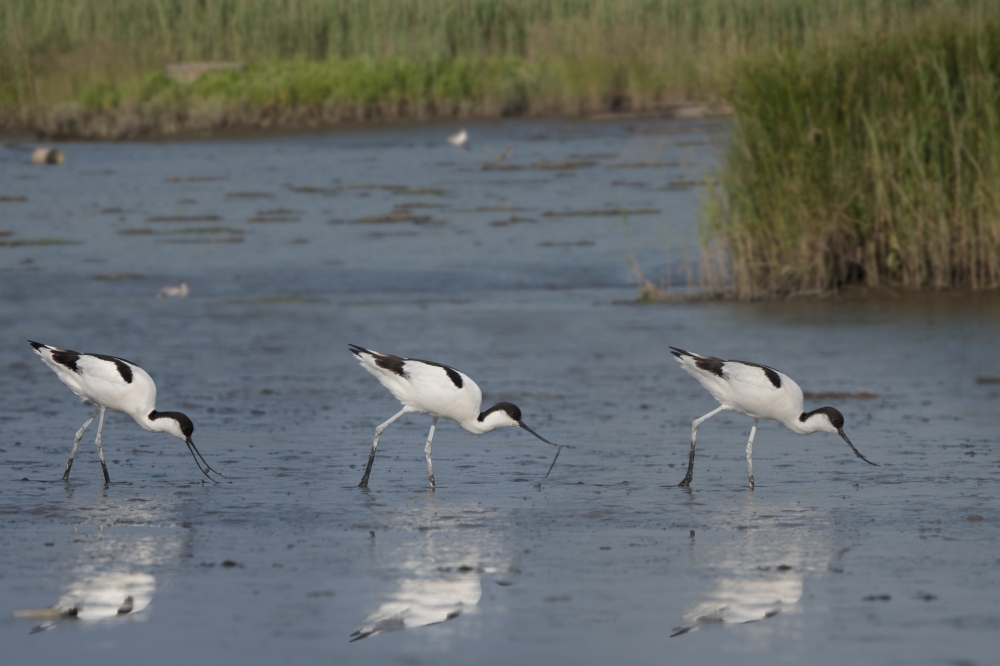Avocetta Avocetta