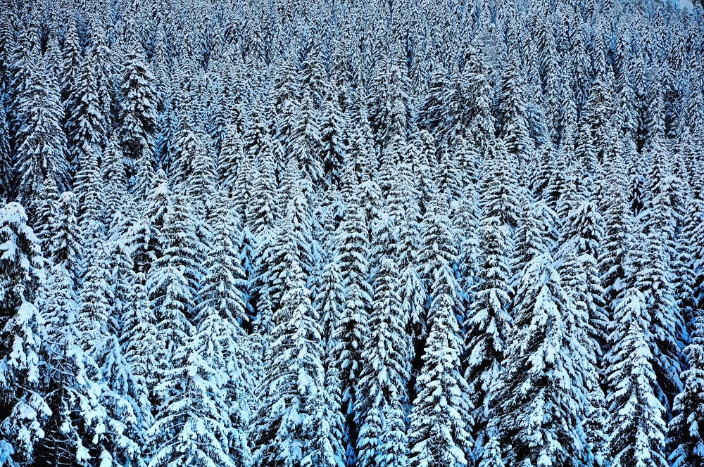 bosco innevato bosco innevato