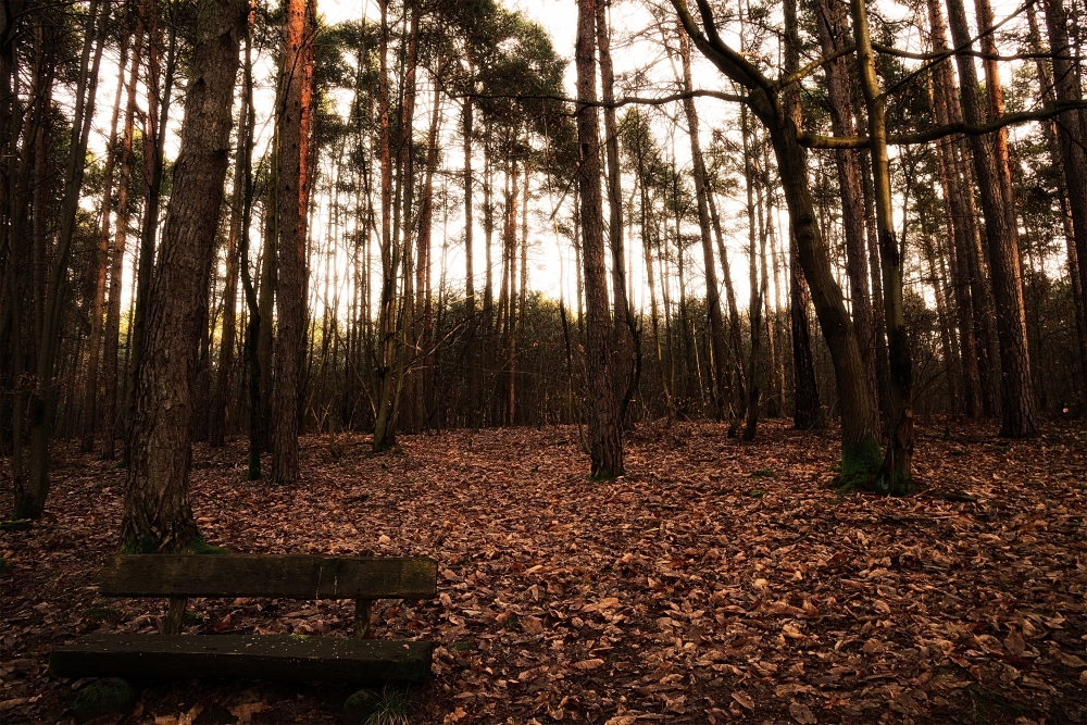 nel bosco nel bosco