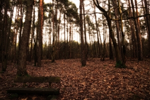 flickr