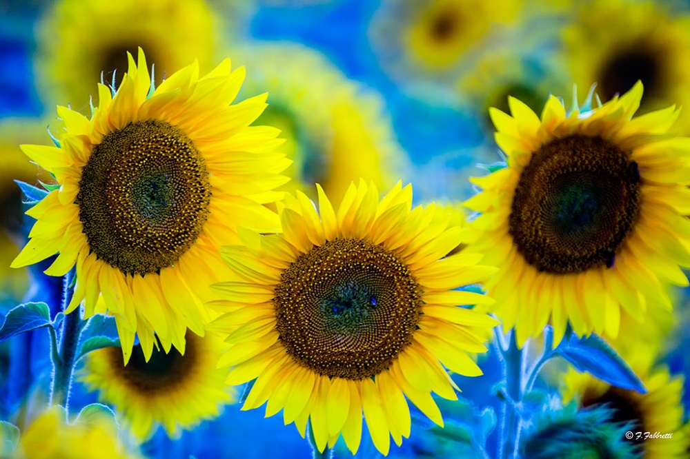 Girasoli Girasoli