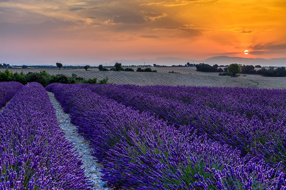 Aube provence Aube provence