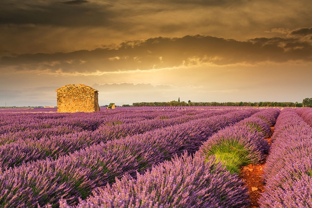 Valensole Valensole