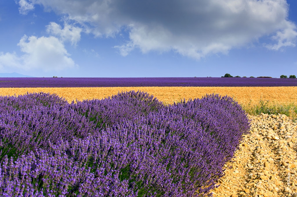 Lavanda