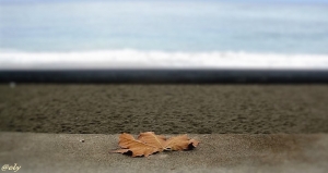 flickr