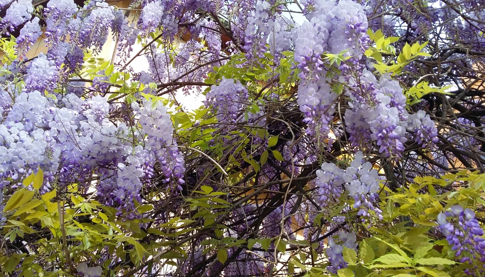 Ricordi di primavera Ricordi di primavera