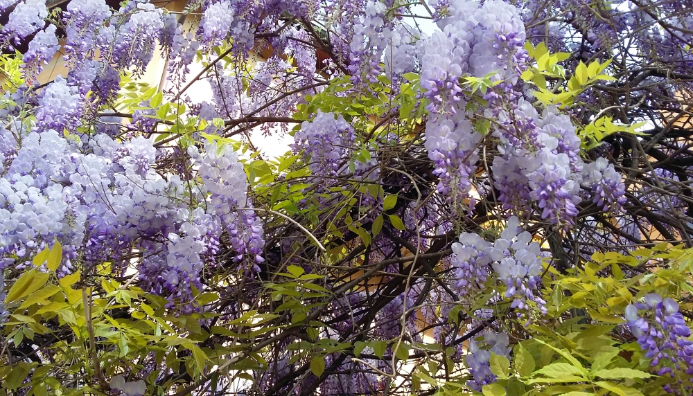 Ricordi di primavera