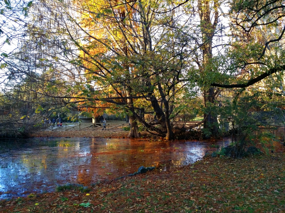 Autunno nel parco. Autunno nel parco.