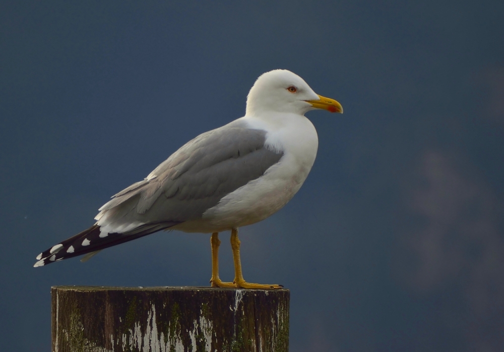 La sentinella