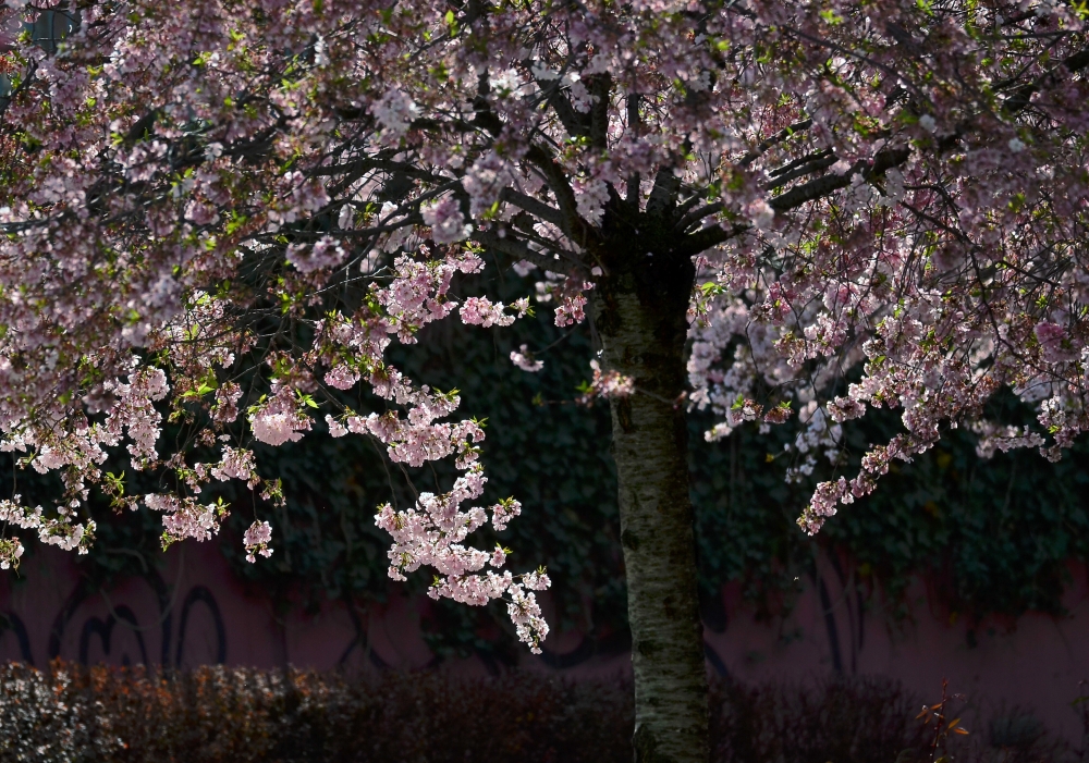 controluce di primavera