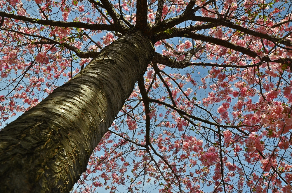 albero fiorito