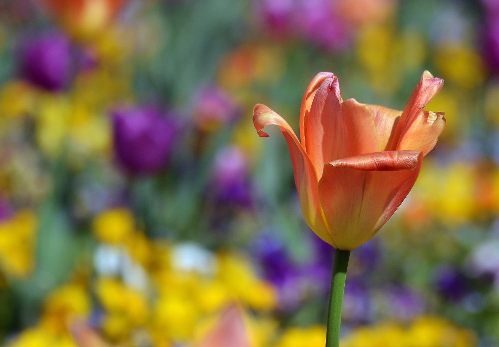 tulipano metropolitano