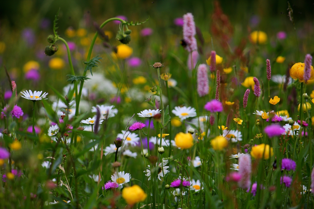 fiori di montagna..