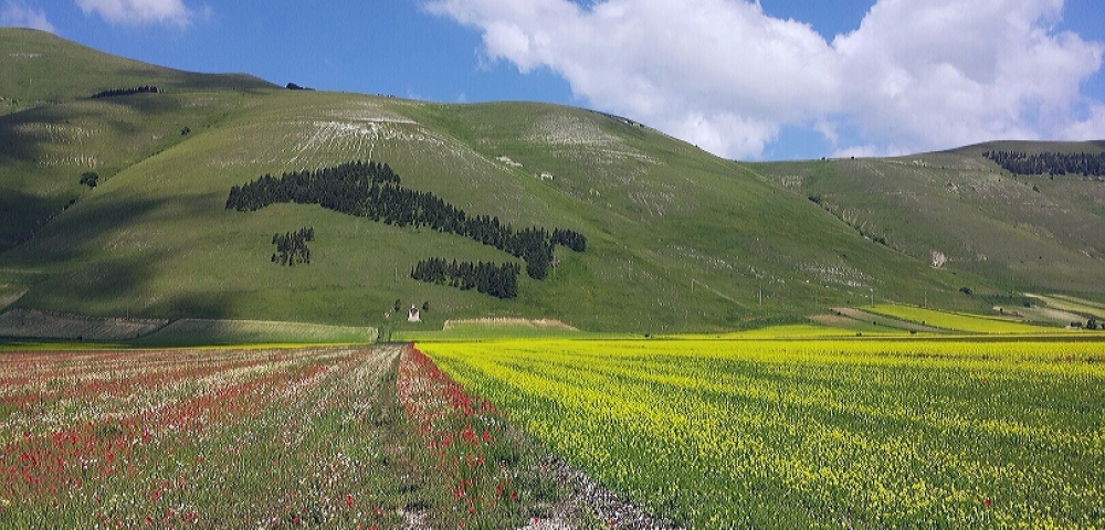 saluti da Castelluccio di Norcia saluti da Castelluccio di Norcia