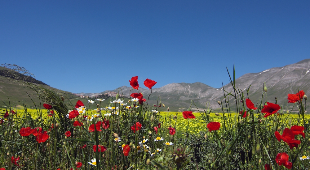 Cartolina da Castelluccio Cartolina da Castelluccio