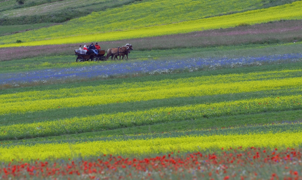 i colori di Castelluccio i colori di Castelluccio