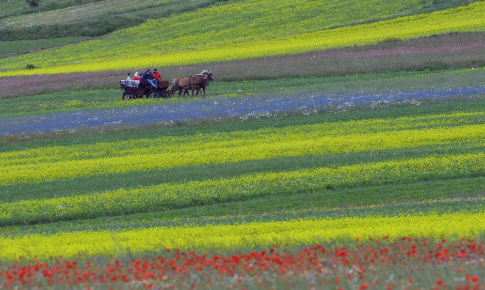 i colori di Castelluccio