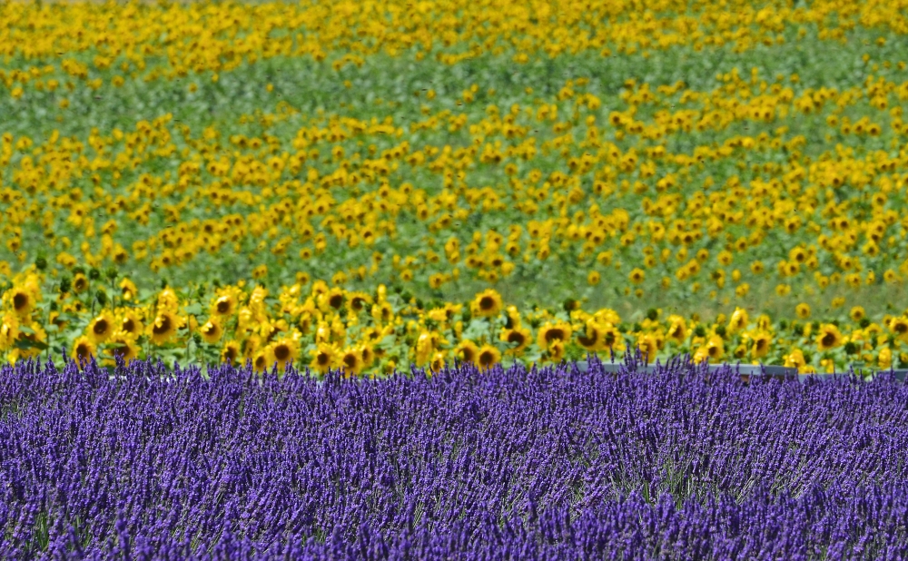 lavanda e girasoli