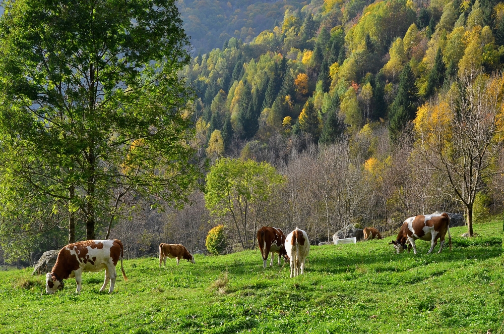 Atom Heart Mother 2015 Atom Heart Mother 2015