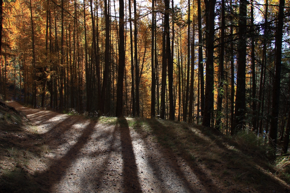 sottobosco.. sottobosco..