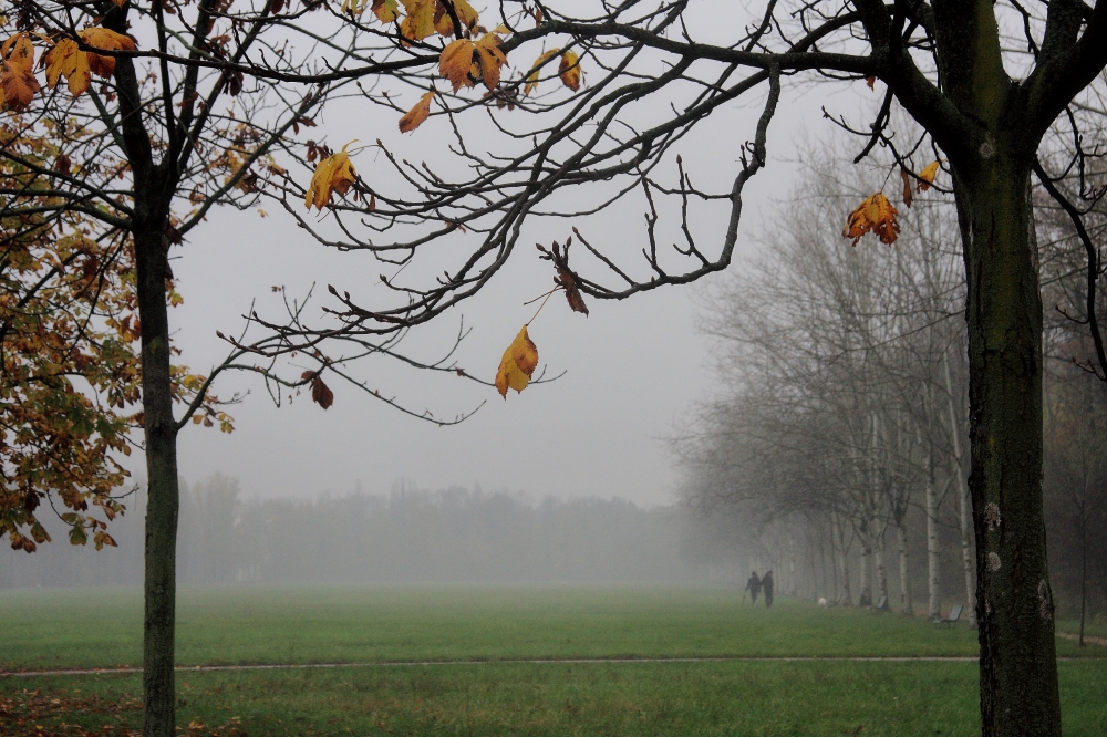 oggi nebbia.... oggi nebbia....