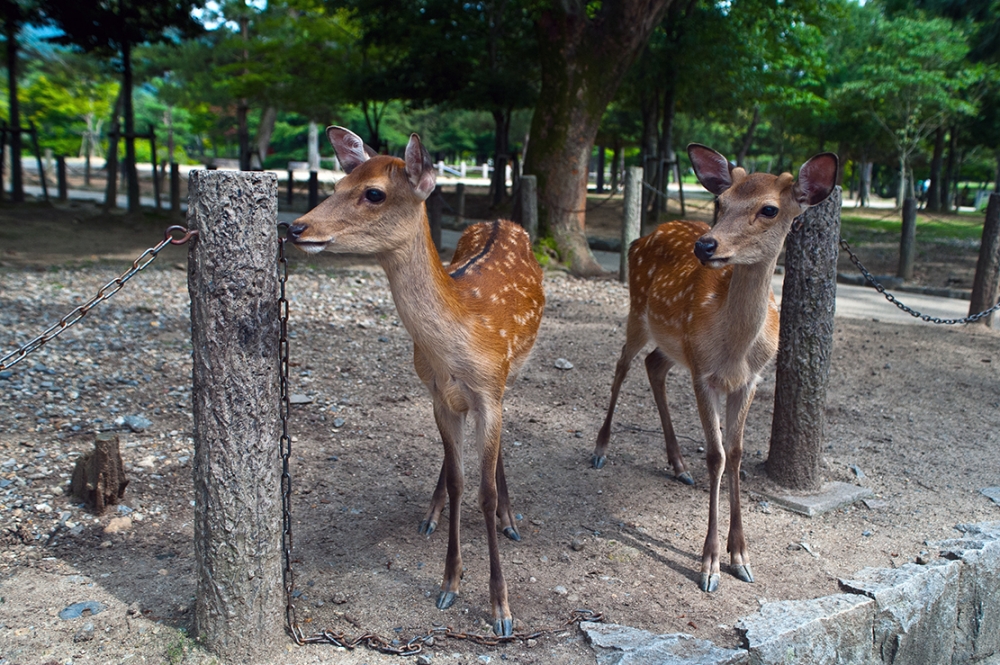 Due A Nara Due A Nara