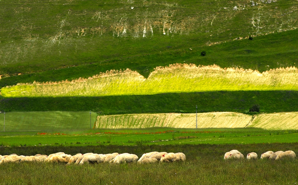 Castelluccio ...gregge al pascolo. Castelluccio ...gregge al pascolo.