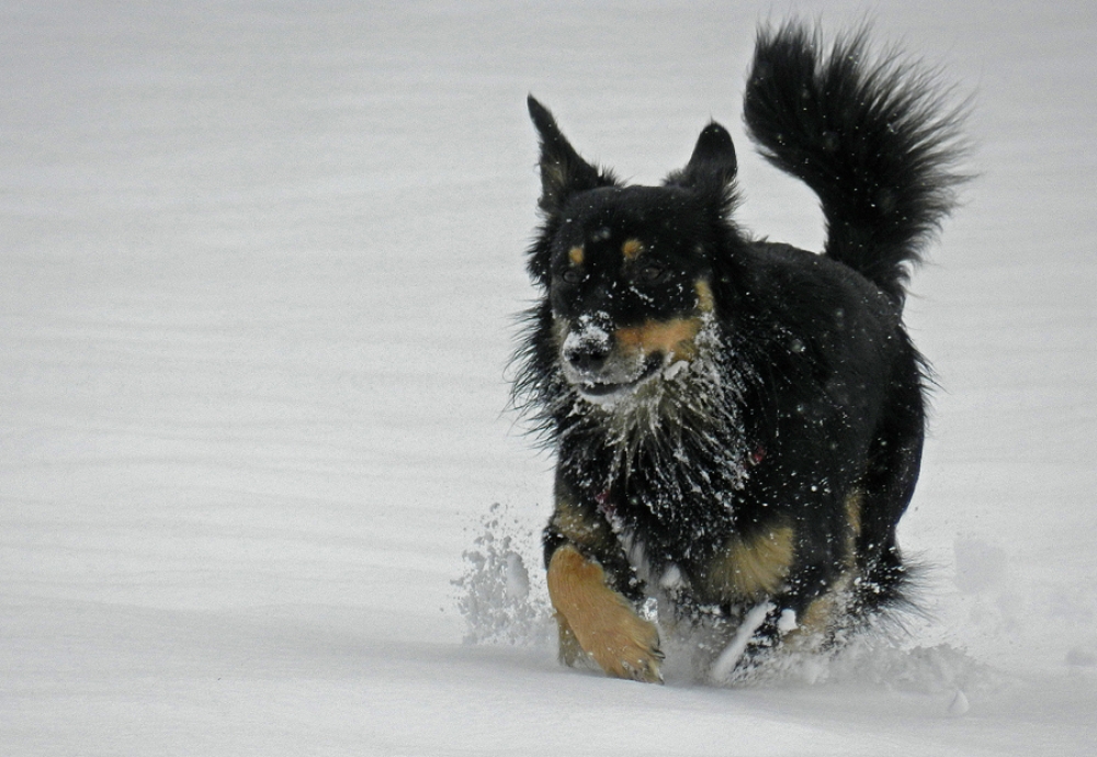 il cane delle nevi