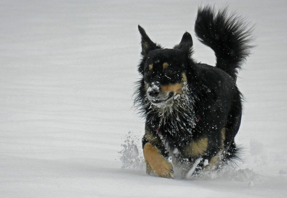 il cane delle nevi il cane delle nevi