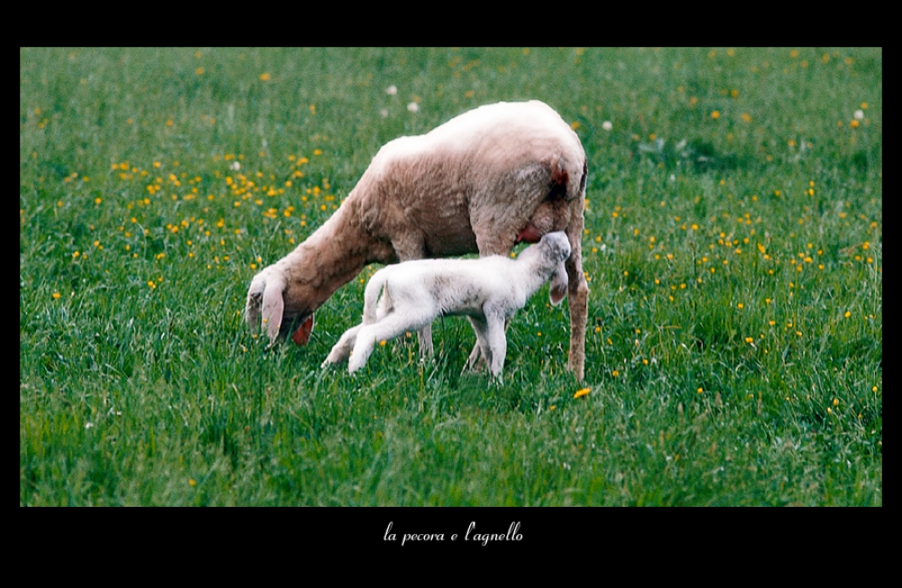 la pecora e l'agnello