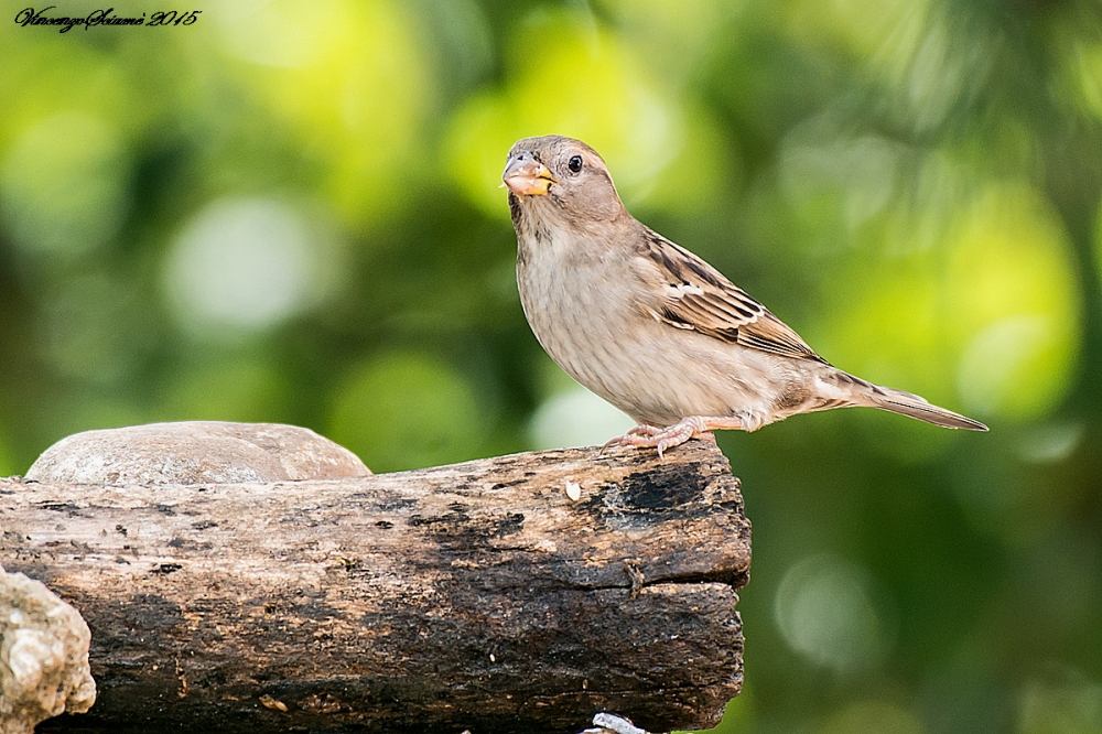 Passera domesticus