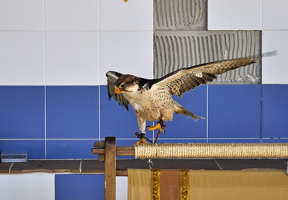 Aves Aves