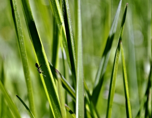 flickr