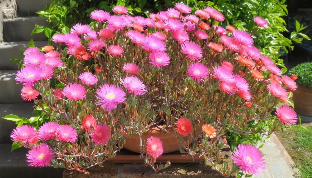 Portulaca, povera ma bella