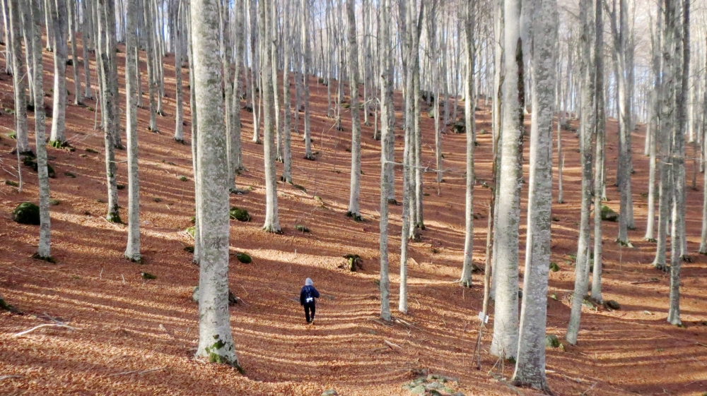 Passeggiata bel bosco Passeggiata bel bosco