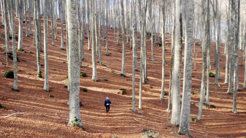 Passeggiata bel bosco