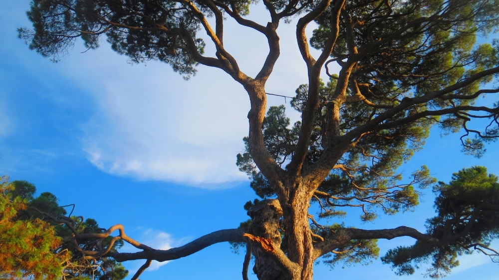 the tree and the sky