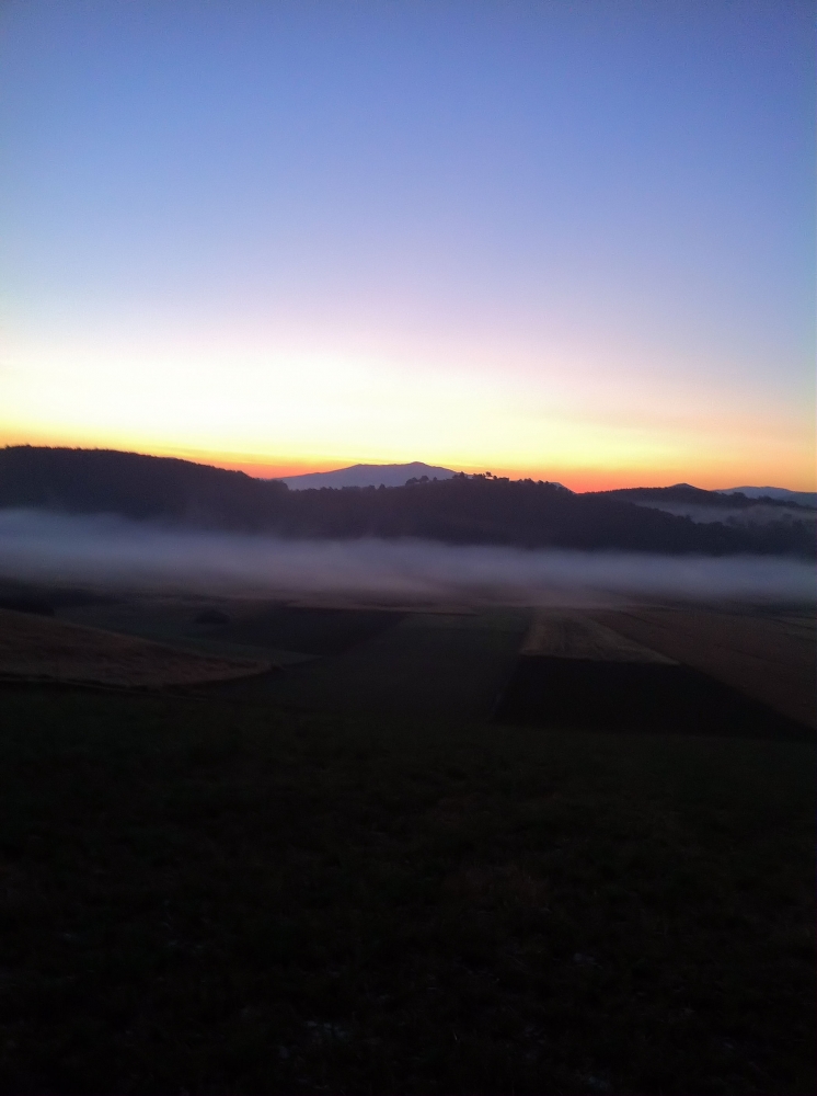 alba alba