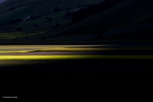 flickr