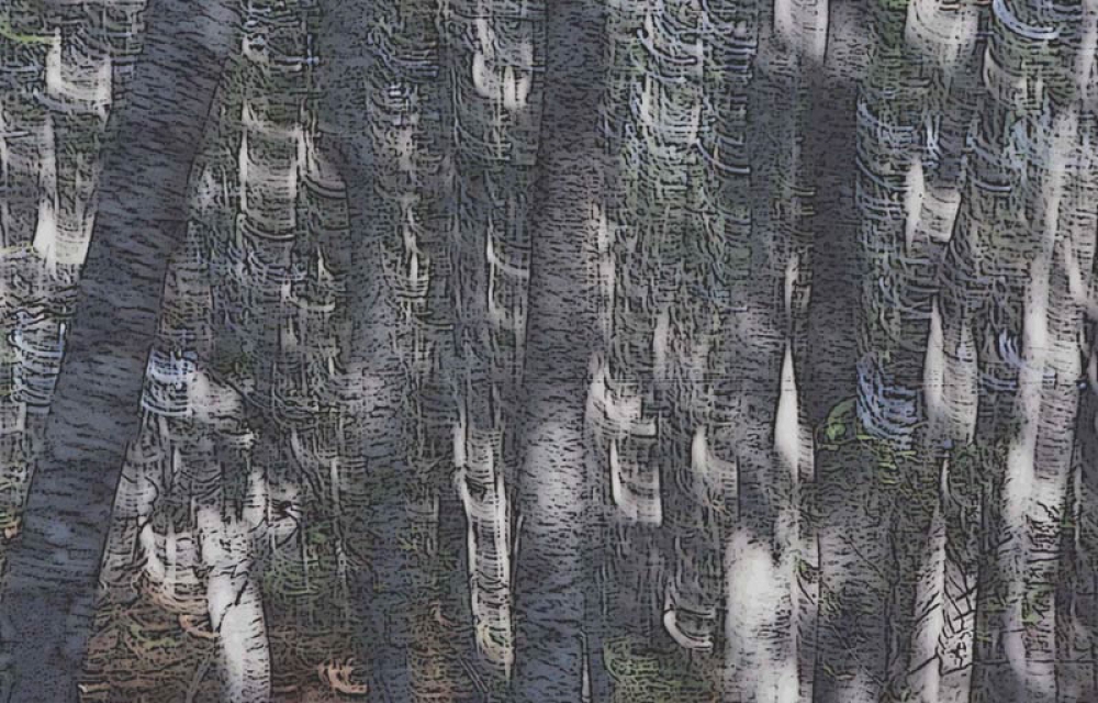 Alberi Alberi