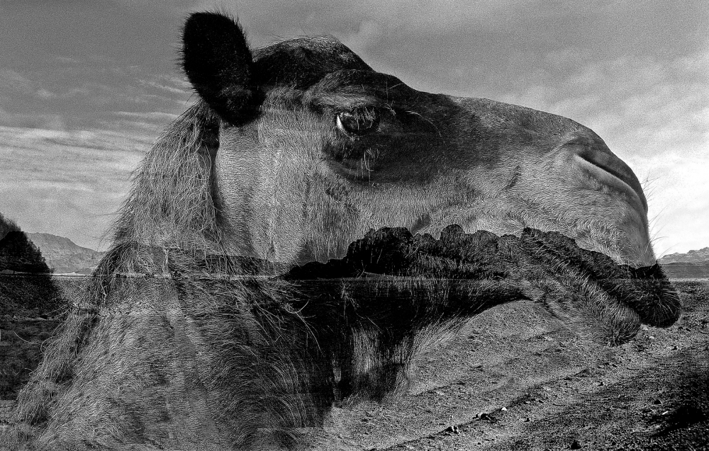 sogno di dromedario sogno di dromedario