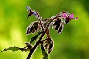 Fiori di borragine