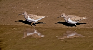 flickr