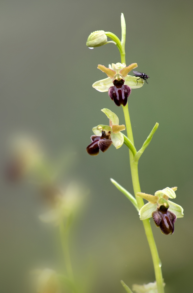 Ophrys Sphegodes Ophrys Sphegodes