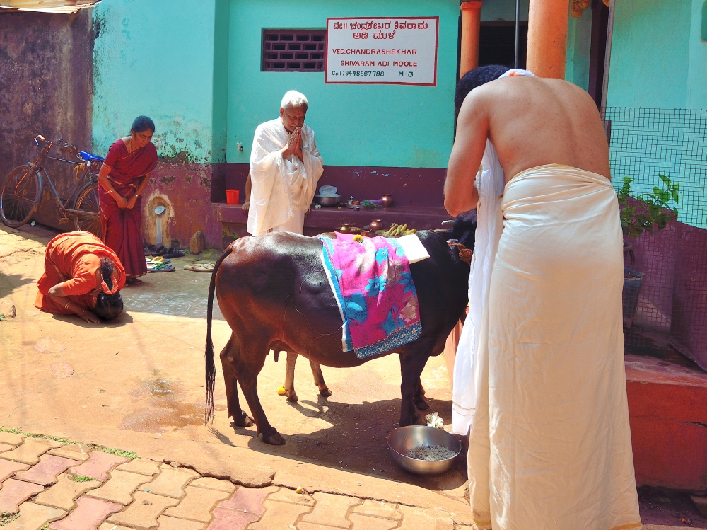 La mucca sacra. La mucca sacra.