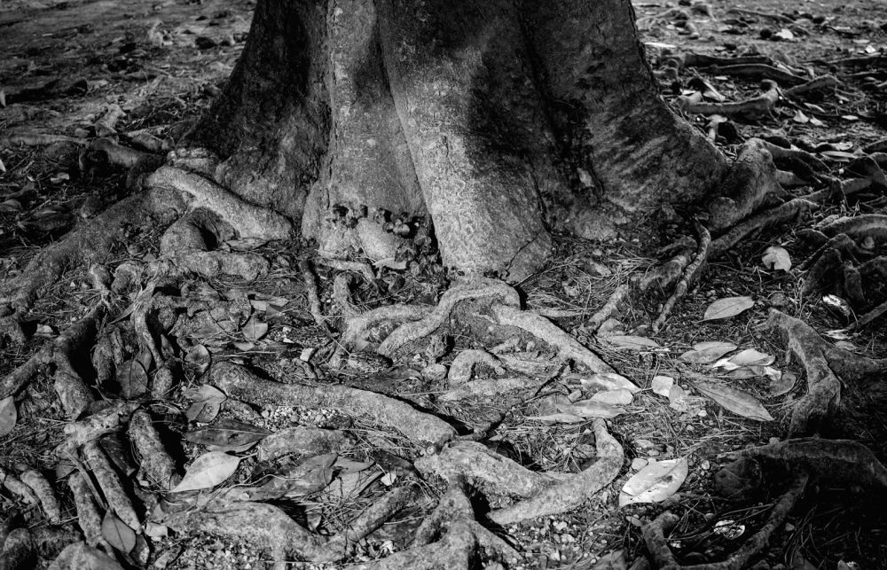 L'albero e la vita L'albero e la vita