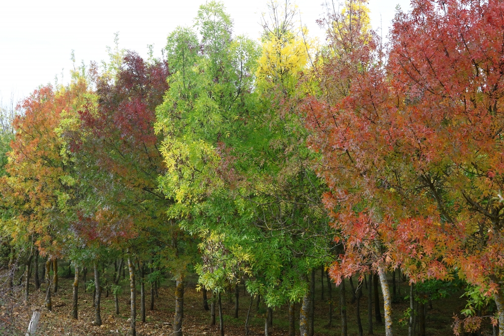 Autunno murgiano Autunno murgiano