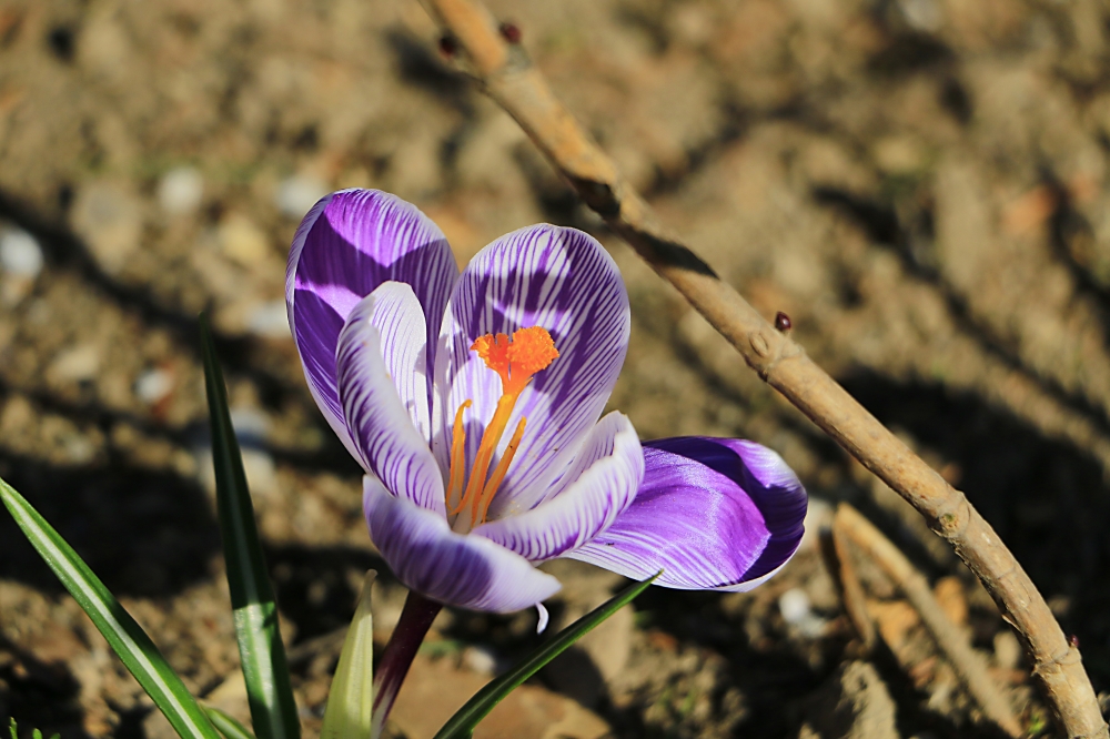 Crocus..... già primavera Crocus..... già primavera