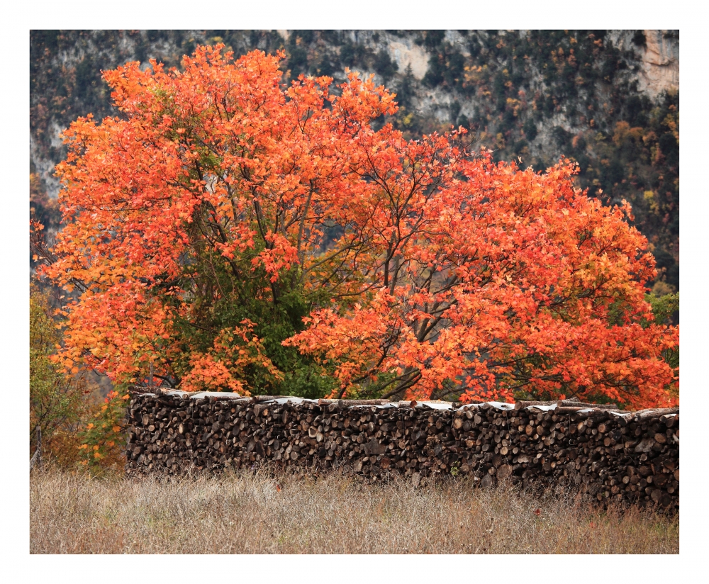 colori d'autunno 🍄🍄🍄...