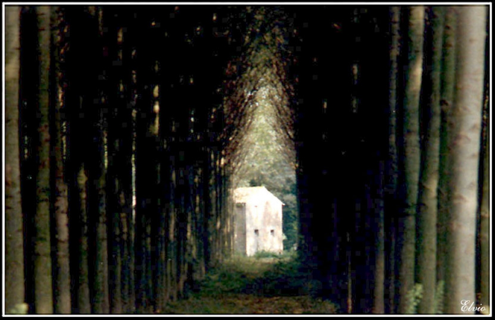 La casa nel bosco La casa nel bosco